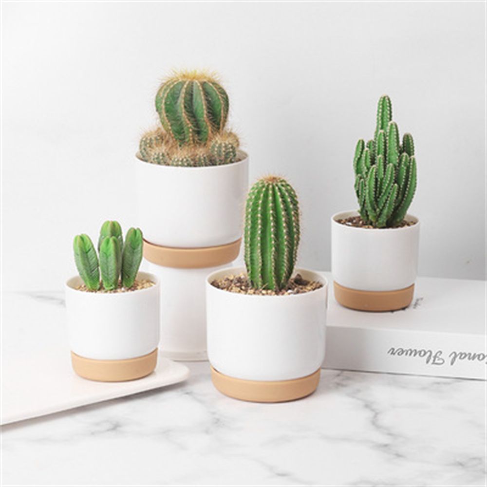 丸型サボテン多肉植物園芸用品自動給水植木鉢排水穴付きフラワー - Echeveria Succulent のレビューと価格