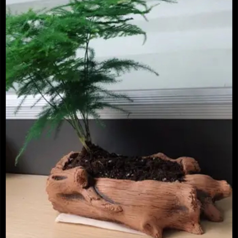 模造木製ステークス木の根植物植栽鉢植えレトロセメント木材植栽 - Echeveria Succulent のレビューと価格