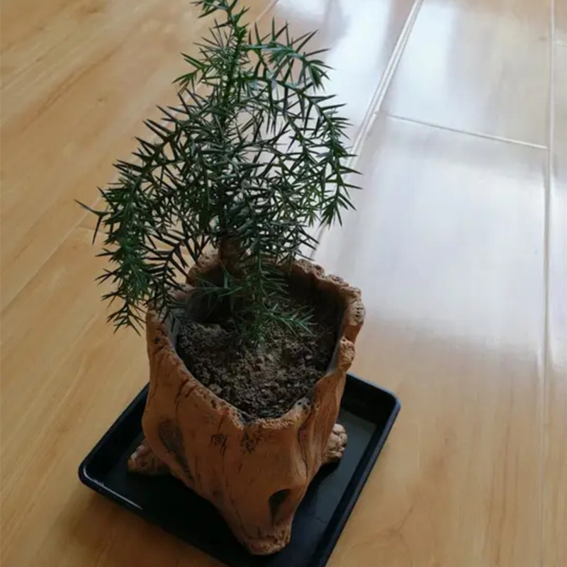 模造木製ステークス木の根植物植栽鉢植えレトロセメント木材植栽 - Echeveria Succulent のレビューと価格